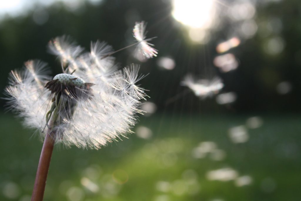 pollen-hay-fever