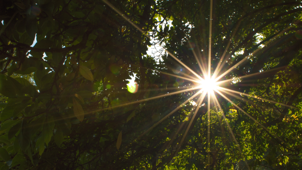 bomen-zon-geluk-voelen