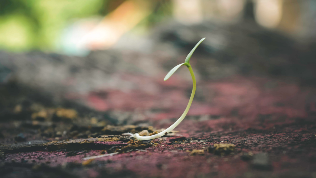 plant-ground-develop-resilience