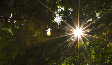 bomen-zon-geluk-voelen