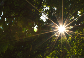 bomen-zon-geluk-voelen