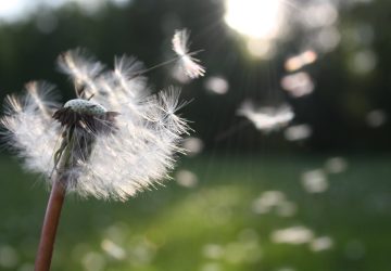 pollen-hay-fever