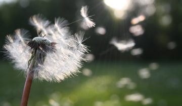 pollen-hooikoorts