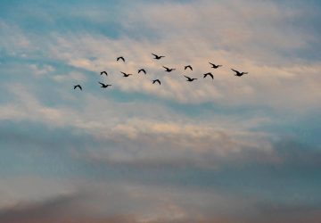 NiceDay blog: lucid dream