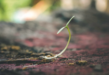 plant-ground-develop-resilience